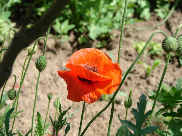 Red Poppy Flowers with a Bee and Wheat Fields on the Background Common Poppy Papaver rhoeas