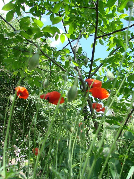 背景に蜂と麦畑を持つ赤いケシの花 一般的なケシのヒナゲシ