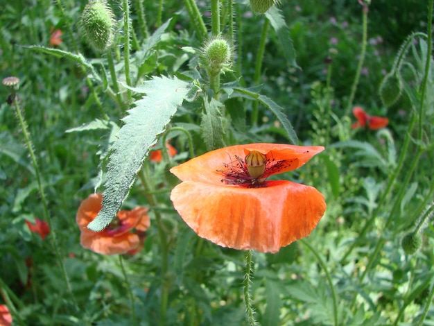 背景に蜂と麦畑を持つ赤いケシの花 一般的なケシのヒナゲシ