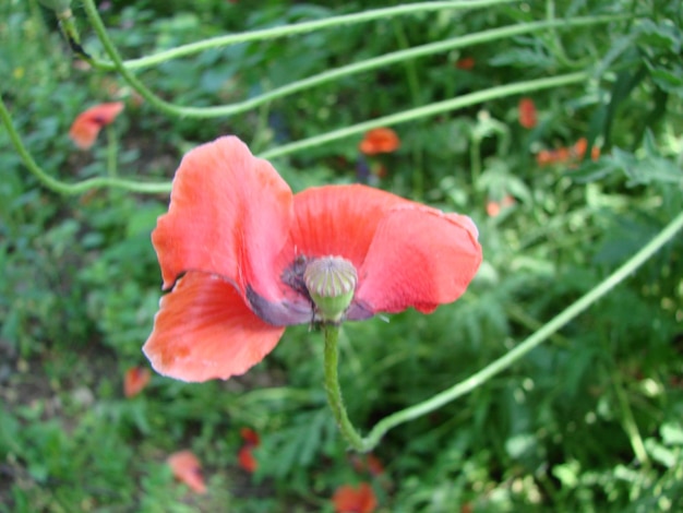 背景に蜂と麦畑を持つ赤いケシの花 一般的なケシのヒナゲシ