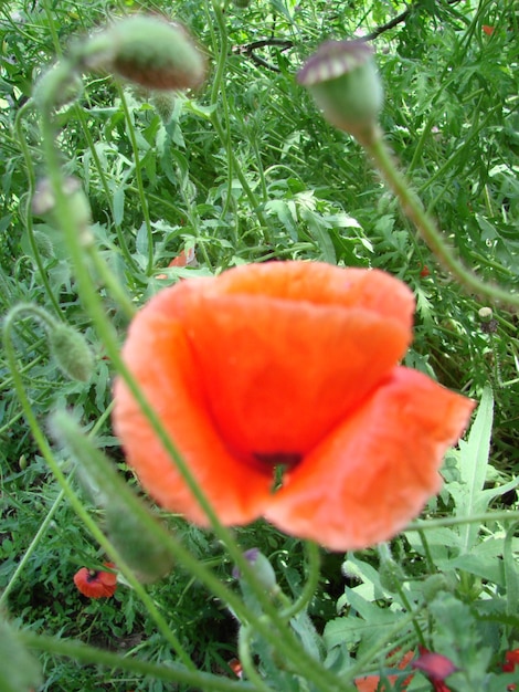 Red Poppy Flowers with a Bee and Wheat Fields on the Background Common Poppy Papaver rhoeas