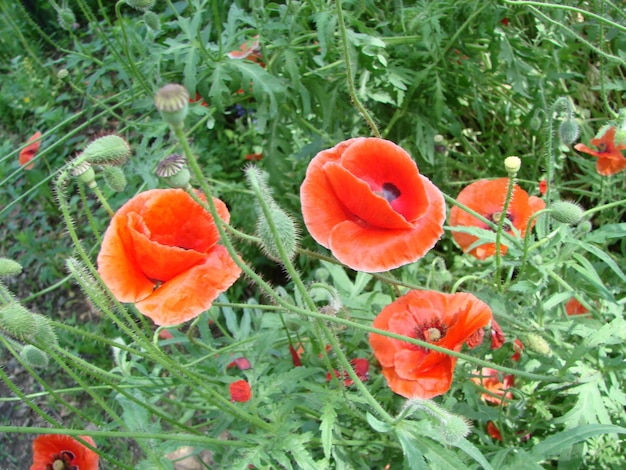 Red Poppy Flowers with a Bee and Wheat Fields on the Background Common Poppy Papaver rhoeas