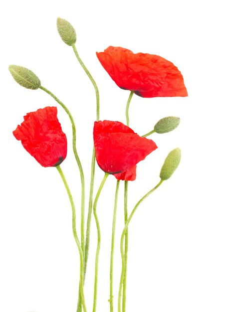 Red poppy flowers with buds isolated