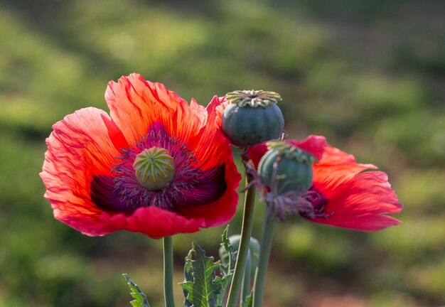 Photo red poppy flowers