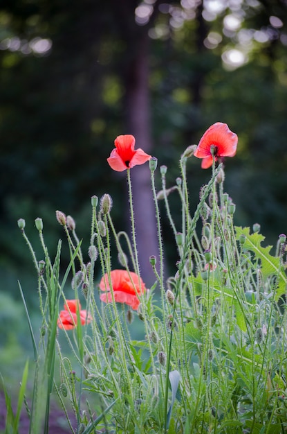 Red poppy flowers