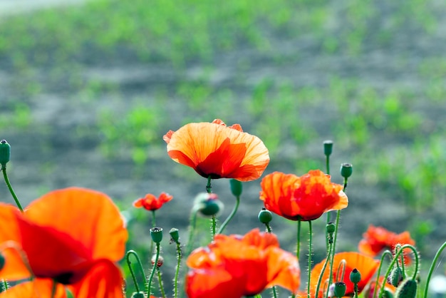 Red poppy flowers