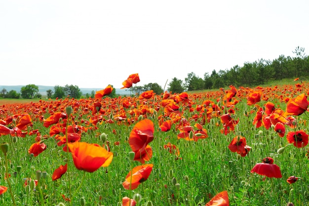 Red poppy flowers