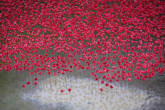 Foto red poppy gedenkteken installatie in londen