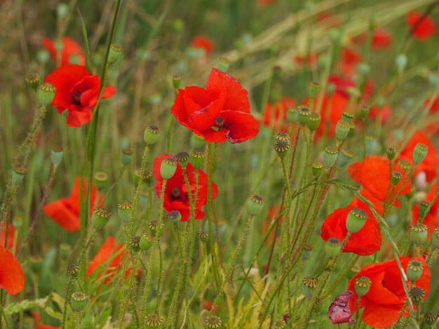 red poppy in germany