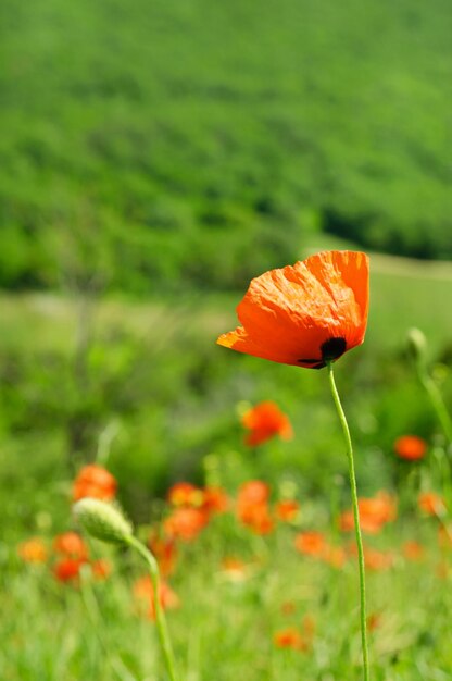 Red poppy in a green grass field