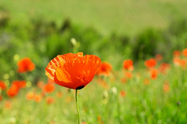 Red poppy in a green grass field