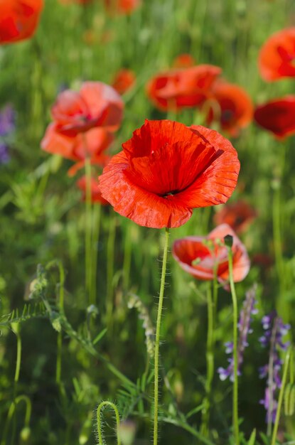 緑の芝生のフィールド、自然の花の背景に赤いポピー