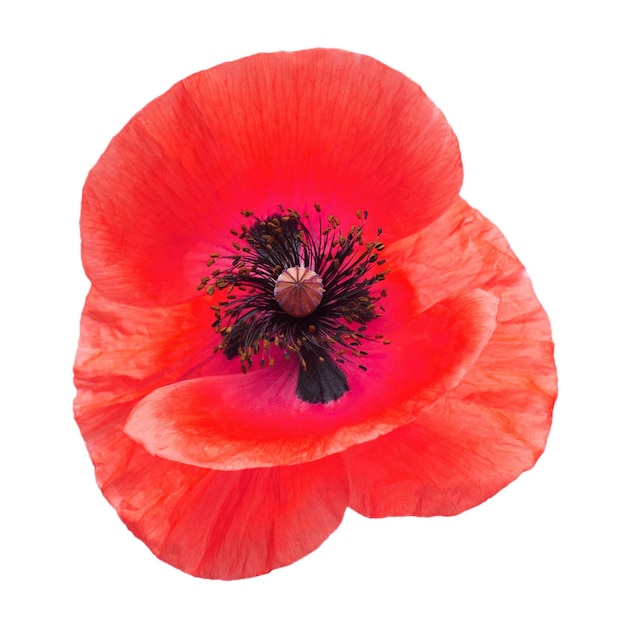 Red poppy isolated on a white background Flower Flat lay top view