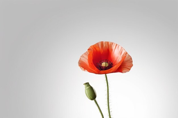 Photo red poppy isolated on white background