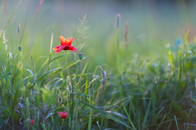 夕日の光の牧草地に赤いポピー