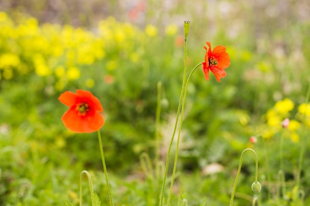 Red poppy Papaver rhoeas on a green field with selective focus and beautiful bokeh