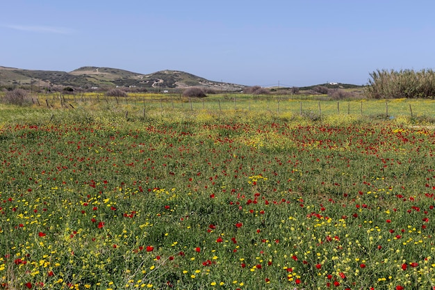 Foto il papaver rhoeas rosso con i germogli alla luce del sole