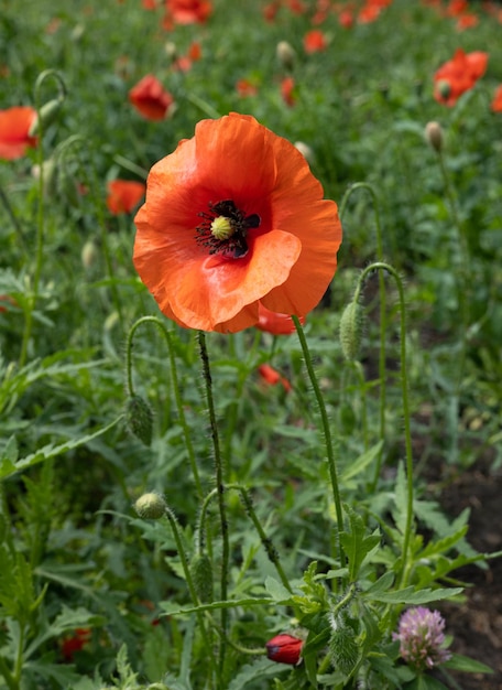 Red poppy in the poppy field