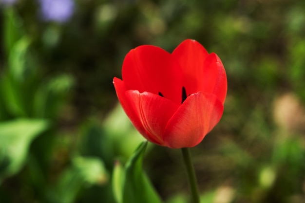 赤いケシの実の花をクローズアップ