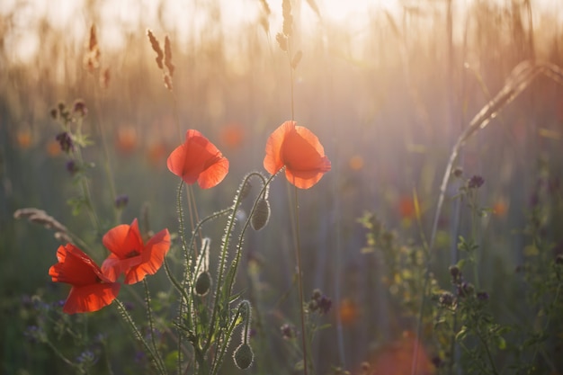 Red poppy on sunny field