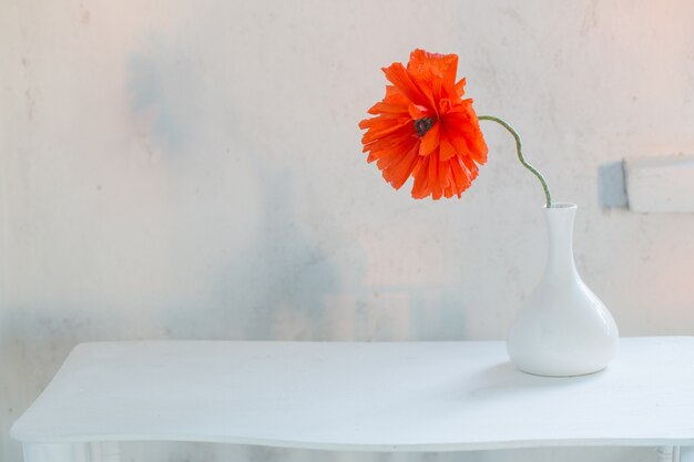 Red poppy in white vase on white background