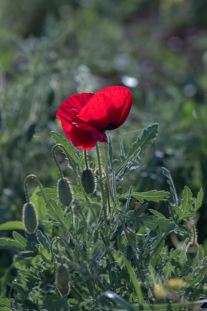 Red poppy with green bud.