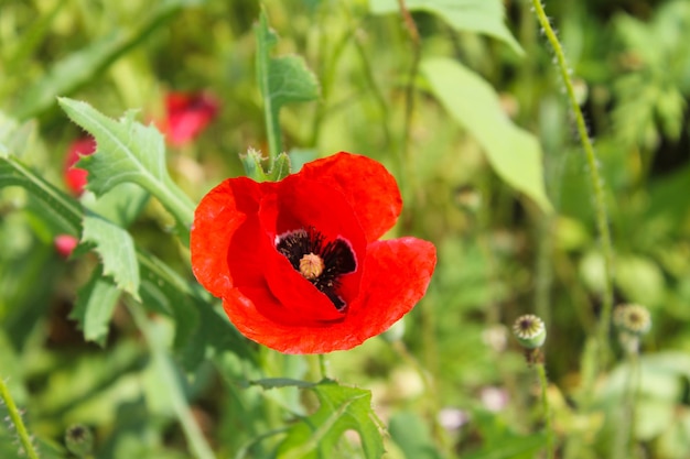 Red poppy