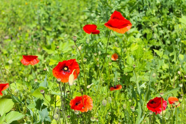 Red poppy