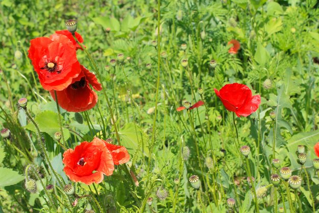 Foto rosso papavero