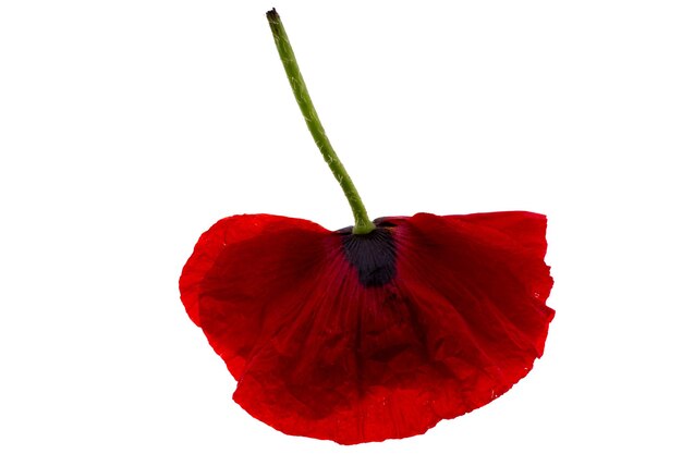 A Red Poppy