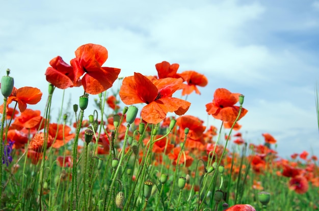 Red poppy