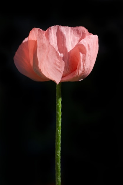 Red Poppy