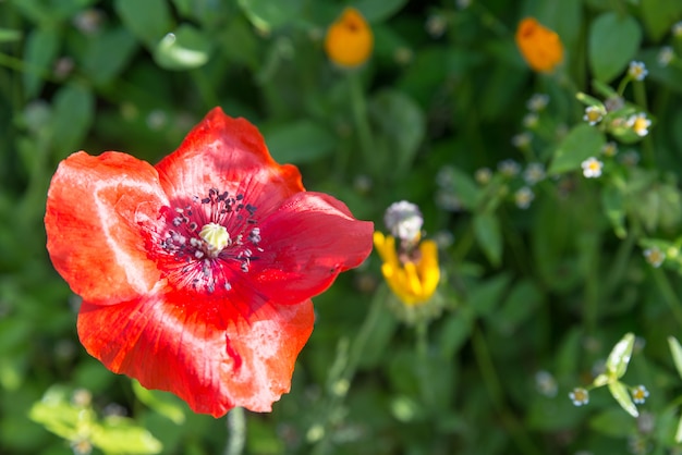 Red poppys flower in summer field on green grass