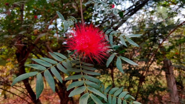 Foto fiore di piumino da cipria rosso tra fogliame verde