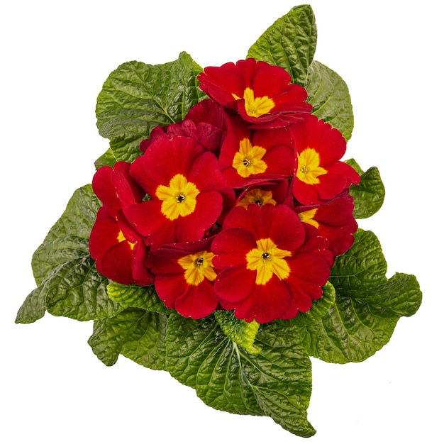 Red primrose flower