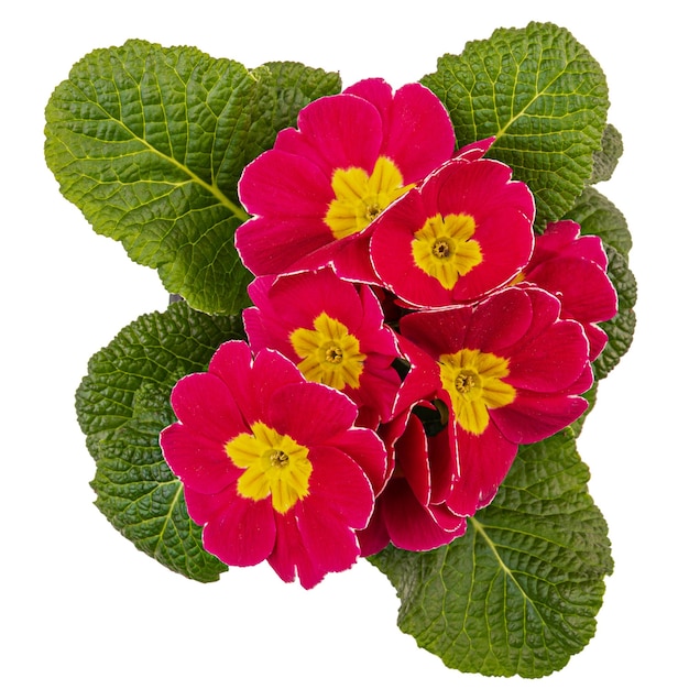 Photo red primrose with yellow centres