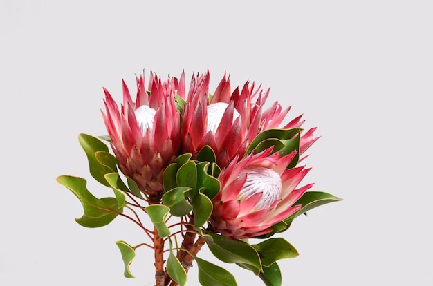 Red protea flower bunch  isolated  on a black  background