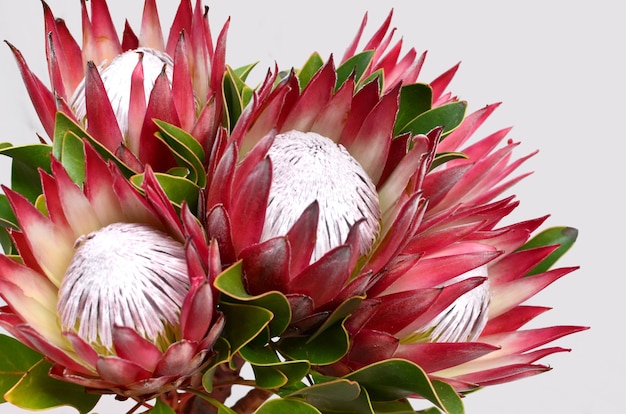 Red protea flower bunch on a white isolated background with clipping path. Closeup. For de