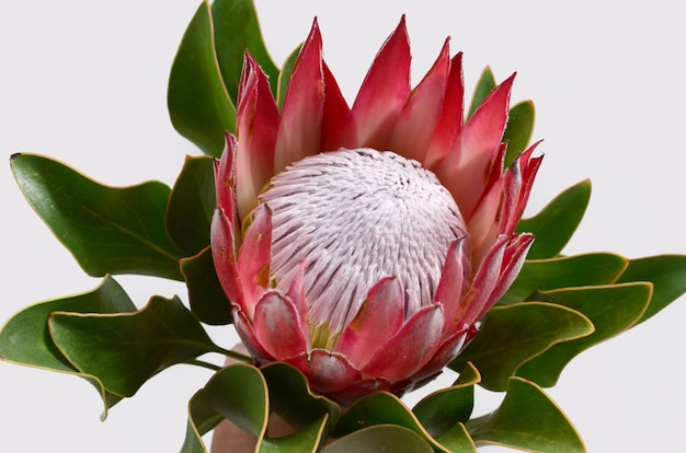 Red protea flower bunch on a white isolated background with clipping path. Closeup. For de