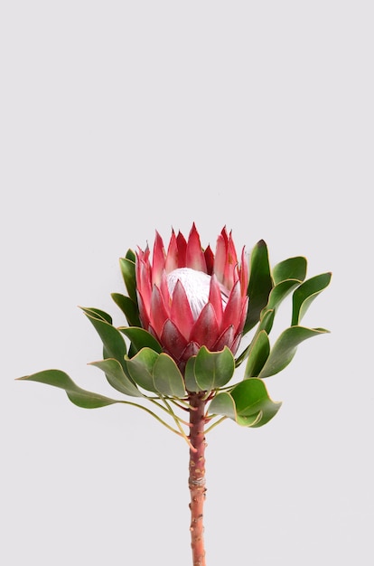 Red protea flower bunch on a white isolated background with clipping path. Closeup. For de