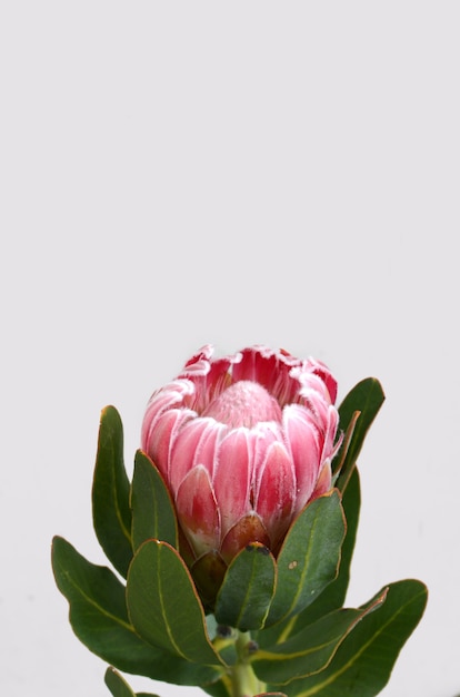Фото Красный протеа цветок, изолированных на белом фоне