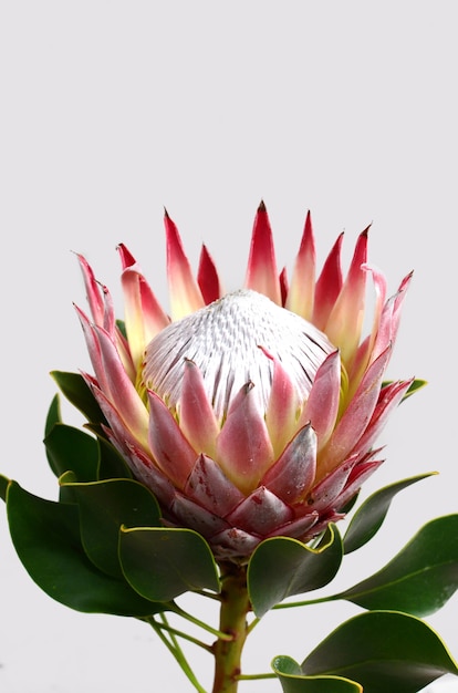 Red protea flower isolated on a white  background