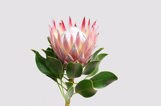 Foto fiore rosso del protea isolato su una priorità bassa bianca