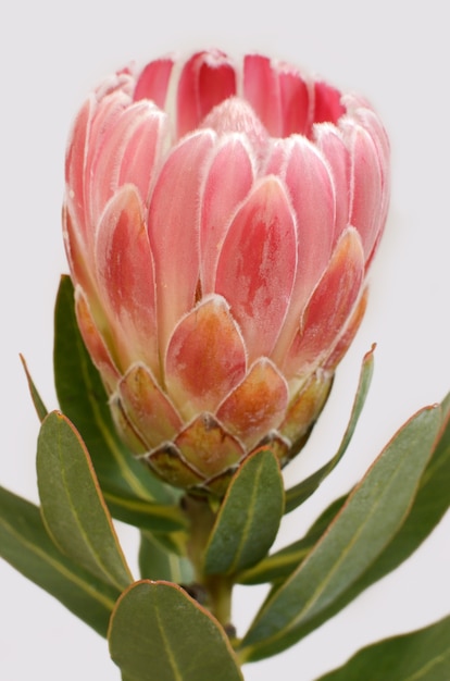 Fiore rosso del protea isolato su una priorità bassa bianca