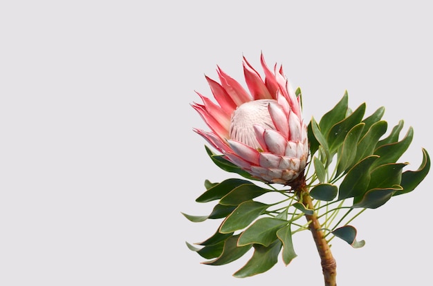 Red protea flower on white background