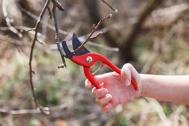 Red pruner in the hands of a girl