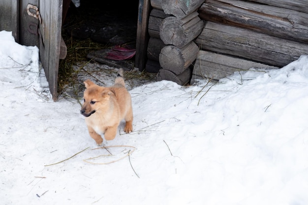 赤い子犬は雪の中で冬に走り、捨てられた動物