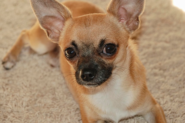 A red puppy with a black chihuahua nose sitting on the carpet