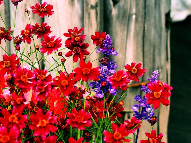 Red and purple flower blooming in yard