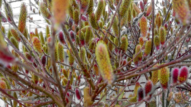 red pussy willow catkins